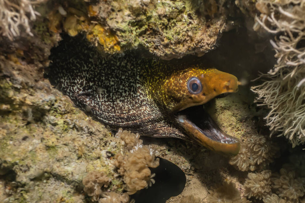 Mooray lycodontis undulatus no Mar Vermelho
 - Foto, Imagem