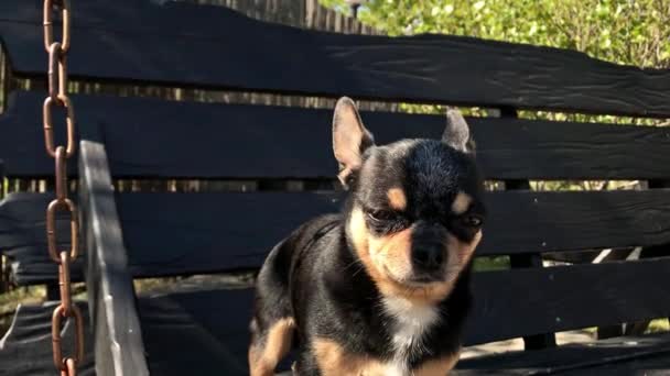 Koira keinussa. Chihuahua keinussa. Video, koira aurinkoisena päivänä istuu puisella keinulla. Lemmikki kävelylle. Lyhytkarvainen koira. Kevät tai kesä, kirkas aurinkoinen päivä
 - Materiaali, video