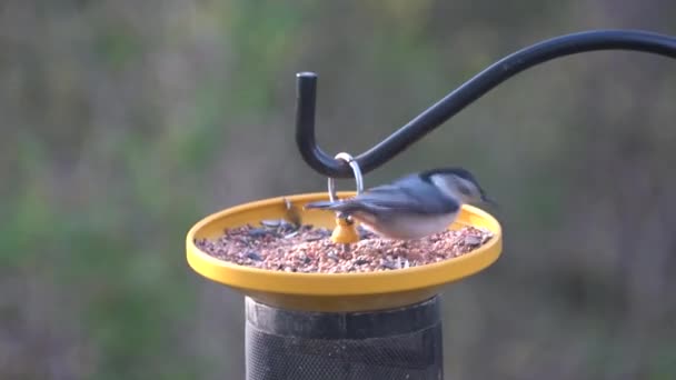 Großaufnahme eines grauen Kleibers, der Samen am Vogelfutterhäuschen frisst - Filmmaterial, Video