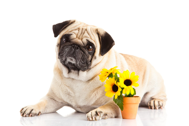 pug dog isolated on white background, flowers - Photo, Image