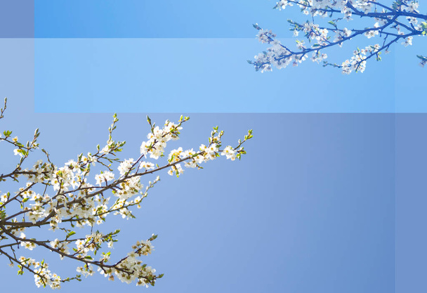 Białe kwiaty wiśni w wiosennym ogrodzie, tło niebieskie niebo i bokeh, wolne miejsce do projektowania - Zdjęcie, obraz