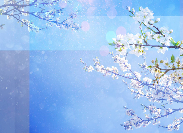 Białe kwiaty wiśni w wiosennym ogrodzie, tło niebieskie niebo i bokeh, wolne miejsce do projektowania - Zdjęcie, obraz