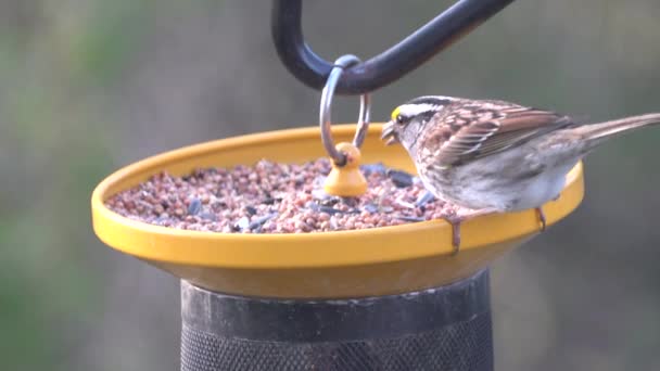 Großaufnahme eines Rosenbrustschnabels, der Samen am Vogelfutterhäuschen frisst - Filmmaterial, Video