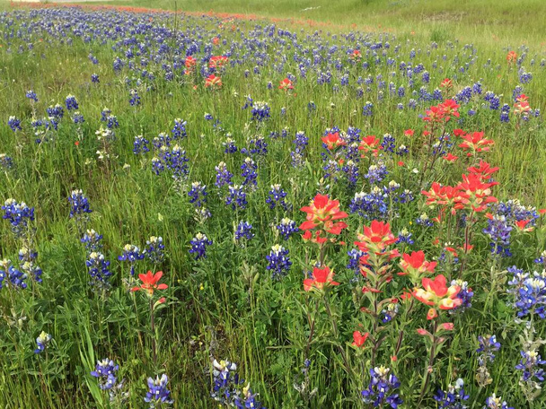 У повному розквіті техаські польові квіти, у тому числі чудові блакитні сіті та червоні індійські квітки.  - Фото, зображення