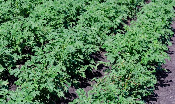 θάμνος πατάτας με προνύμφες του σκαθαριού πατάτας του Κολοράντο μεγαλώνει σε ανοιχτό έδαφος, κοντινό πλάνο - Φωτογραφία, εικόνα