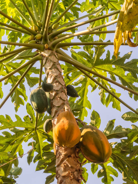 Uma árvore de mamão tem um tronco alto com uma coroa de folhas no topo - Kampong Cham, Camboja
 - Foto, Imagem
