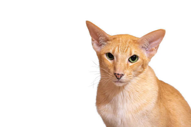 Piros tabby pont -val zöld szemek keleti macska portré elszigetelt -on fehér háttér macska portré - Fotó, kép