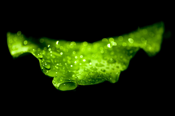 Droplets on leaf fern - Foto, Bild