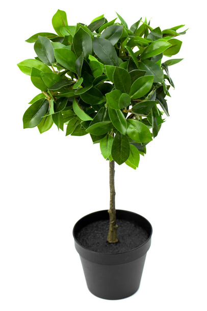 Topfpflanze künstlicher Lorbeer. Kunststoff-Grünzeug für Bürodesign - Foto, Bild