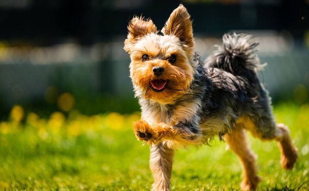 裏庭にタンポポでいっぱいの芝生の中でカメラに向かって走っている面白いヨークシャーテリアの犬. - 写真・画像