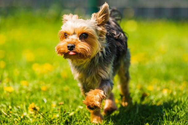 Кумедний Йоркшир Тер'єрний собака біжить до камери в траві повній кульбаби на задньому дворі.. - Фото, зображення