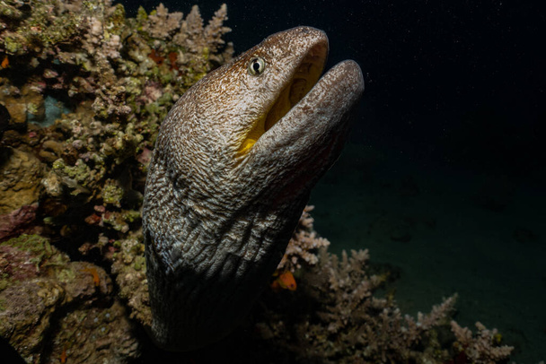 Moray węgorz Mooray lycodontis undulatus w Morzu Czerwonym - Zdjęcie, obraz