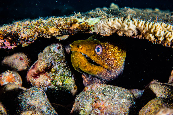 Moray anguilla Mooray lycodontis undulatus nel Mar Rosso
 - Foto, immagini