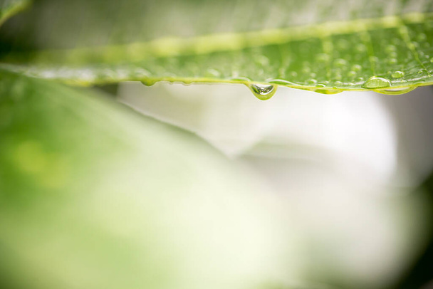 green leaf with dew drops on the leaves - Fotoğraf, Görsel