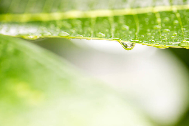 water drops on the leaf - Foto, Bild