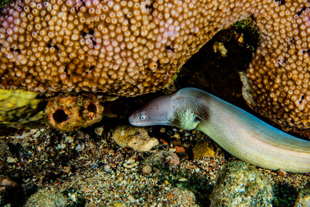 Moray węgorz Mooray lycodontis undulatus w Morzu Czerwonym - Zdjęcie, obraz