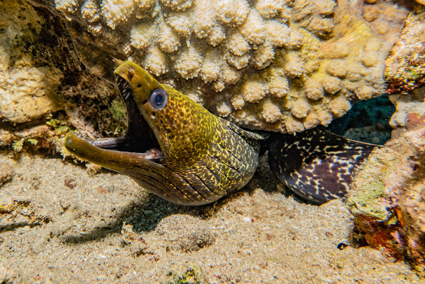 Moray eel Mooray lycodontis undulatus en el Mar Rojo
 - Foto, imagen