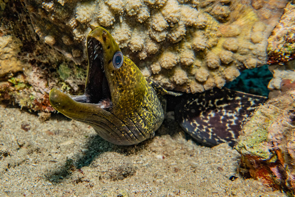 Moray eel Mooray lycodontis Kızıl Deniz 'de dalgalanma - Fotoğraf, Görsel