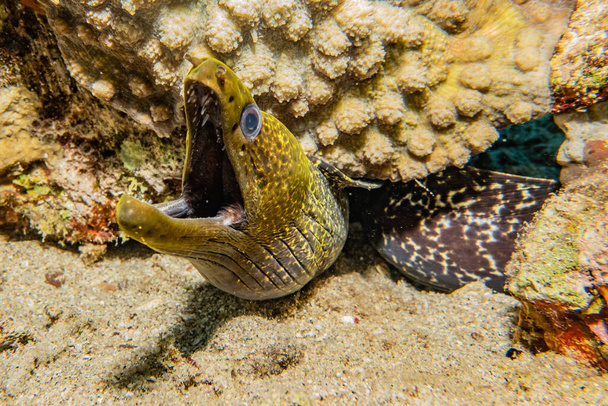 Moray eel Mooray lycodontis undulatus en el Mar Rojo
 - Foto, imagen