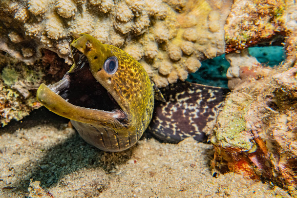 Moray eel Mooray lycodontis Kızıl Deniz 'de dalgalanma - Fotoğraf, Görsel