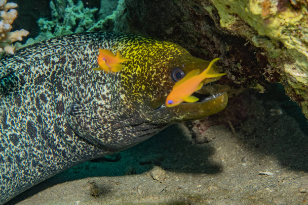 Moray eel Mooray lycodontis undulatus en el Mar Rojo
 - Foto, Imagen
