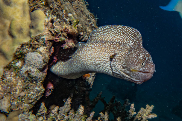 Moray eel Mooray lycodontis undulatus στην Ερυθρά Θάλασσα - Φωτογραφία, εικόνα