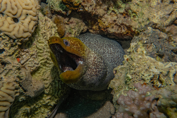 Moray ankerias Mooray lycodontis undulatus Punaisellamerellä
 - Valokuva, kuva