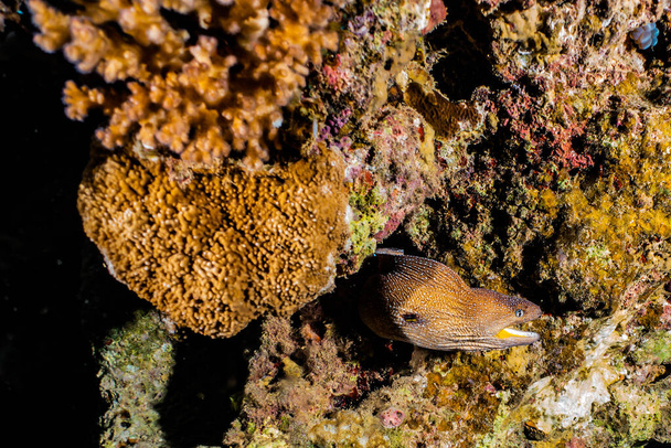 Moray eel Mooray lycodontis Kızıl Deniz 'de dalgalanma  - Fotoğraf, Görsel