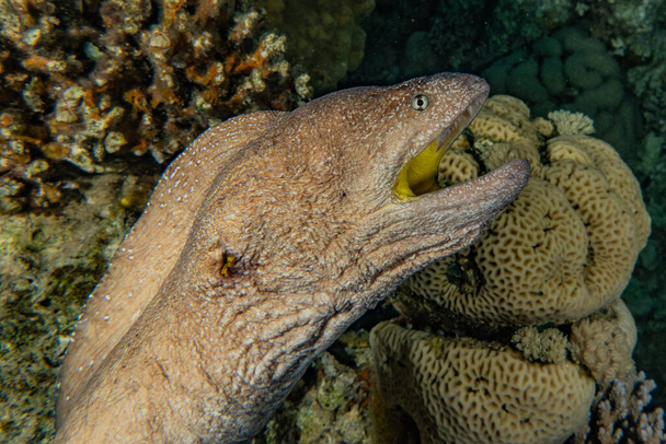 Moray eel Mooray lycodontis undulatus in the Red Sea  - Photo, Image