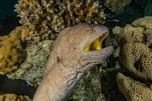 Muräne Mooray lycodontis undulatus im Roten Meer  - Foto, Bild