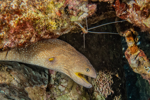 Moray eel Mooray lycodontis undulatus en el Mar Rojo
  - Foto, imagen