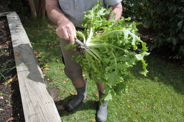 Active senior man cutting the roots of a fresh lettuce plant in home garden. Concept photo of Sustainable living. Real people. Copy space - Photo, Image