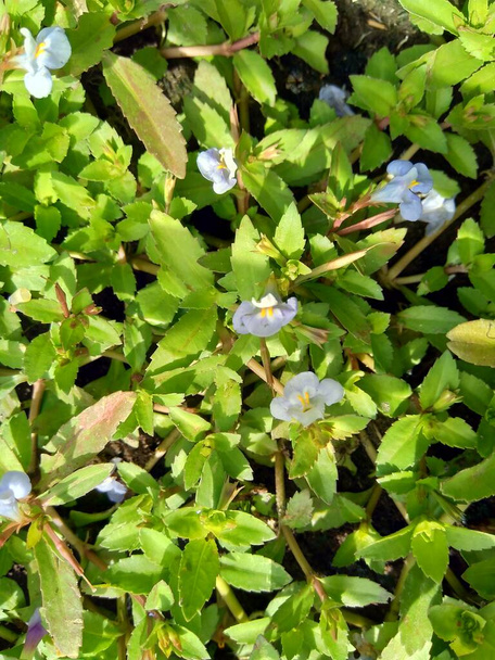 Bacopa monnieri (gemeinhin als Wasserysop, Brahmi, Thymianblättrige Gratiola, Gnadenpflanze, Indisches Wimpelkraut bezeichnet) Pflanze mit natürlichem Hintergrund - Foto, Bild