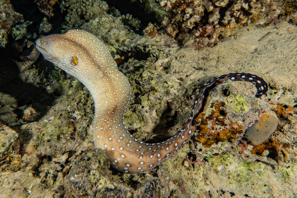 Moray eel Mooray lycodontis undulatus in the Red Sea - Photo, Image