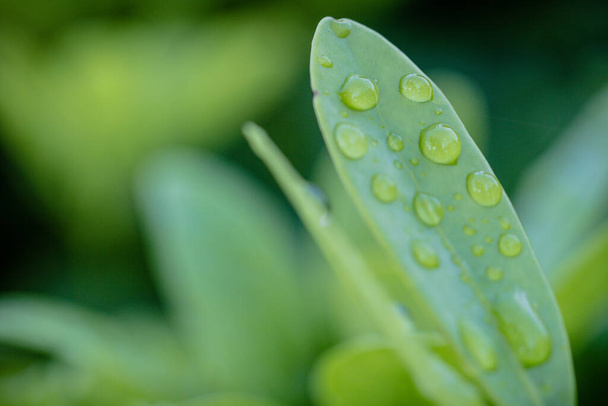 zielony liść rosy krople na tle lilii wody z deszczem - Zdjęcie, obraz