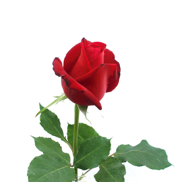 Одиночна красива червона троянда ізольована на білому тлі
 - Фото, зображення