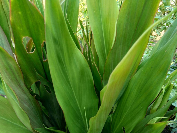 Cordyline fruticosa (comunemente chiamato ti pianta, giglio di palma, palma cavolo, pianta buona fortuna) con sfondo naturale
 - Foto, immagini