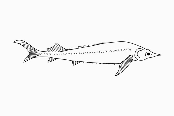 Kırmızı karalama balığı, mersin balığı ikonu. Deniz ürünleri sembolü. Logo şablonu. El çizimi çizimi. Balıkçılık kulübü ya da çevrimiçi dükkan sembolü. Restoran menüsü. Renklendirme vektörü stok çizimi - Vektör, Görsel