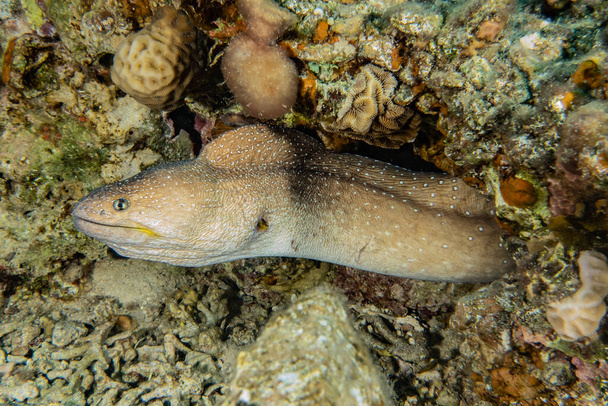 Moray eel Mooray lycodontis undulatus στην Ερυθρά Θάλασσα  - Φωτογραφία, εικόνα
