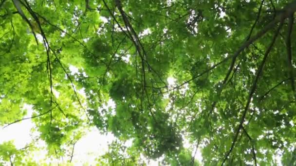 Tops de árvores no dia de verão
 - Filmagem, Vídeo