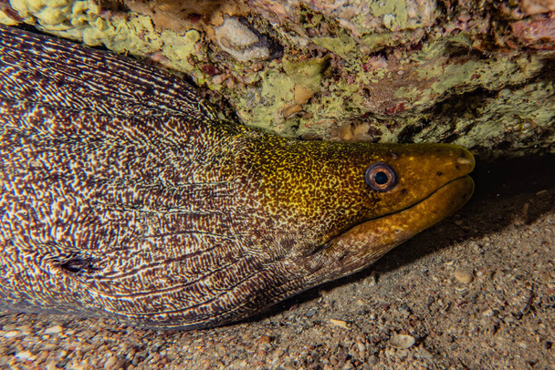 Mooray lycodontis undulatus в Красном море
  - Фото, изображение
