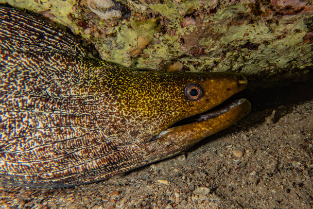 Moray ankerias Mooray lycodontis undulatus Punaisellamerellä
  - Valokuva, kuva