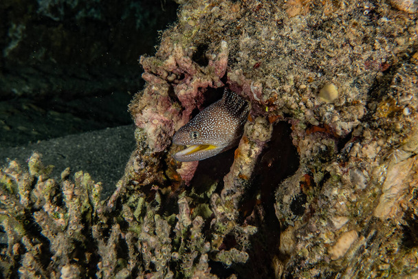 Moray eel Mooray lycodontis undulatus in the Red Sea  - Photo, Image