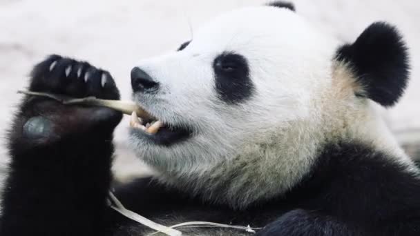 Obeso Panda orso sdraiato e fare colazione
 - Filmati, video