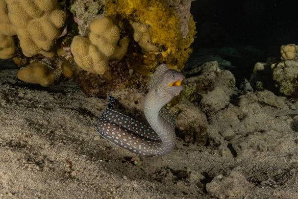 Moray anguille Mooray lycodontis undulatus dans la mer Rouge
  - Photo, image