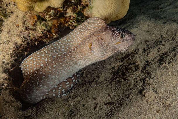 Moray węgorz Mooray lycodontis undulatus w Morzu Czerwonym  - Zdjęcie, obraz