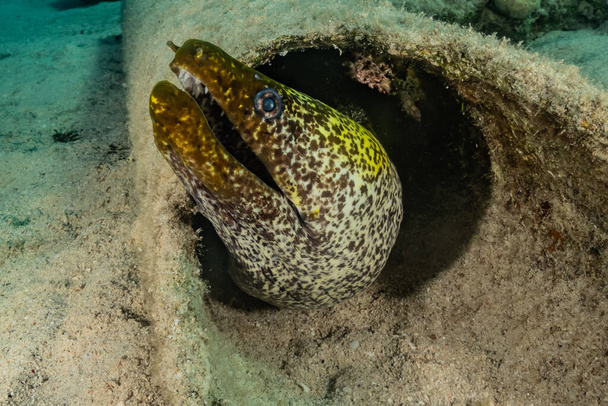 Moray eel Mooray lycodontis undulatus en el Mar Rojo
  - Foto, Imagen
