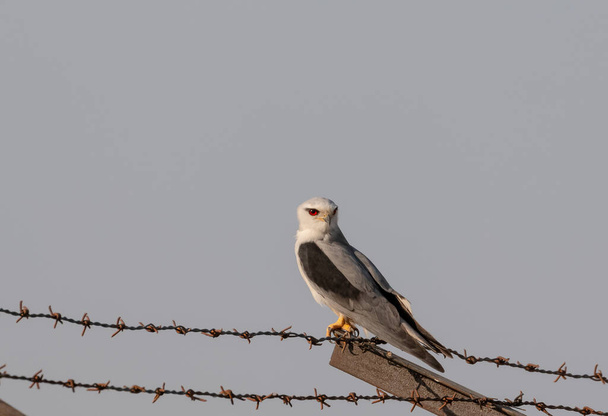 Czarny Kite Ptak Perching na drucie - Zdjęcie, obraz