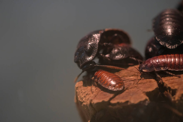  grupo de cucaracha silbadora Gromphadorhina portentosa de madagascar en terrario doméstico - Foto, imagen
