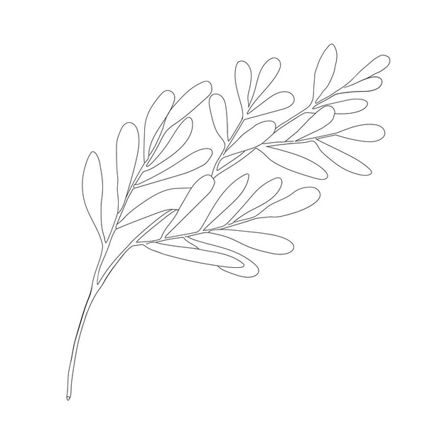 Desenho de folha de chá ilustração vetorial. Esboço botânico desenhado à mão de Melaleuca alternifolia. Planta medicinal preta e branca. Erva de cosméticos, pacote, óleo essencial, livro de colorir
 - Vetor, Imagem